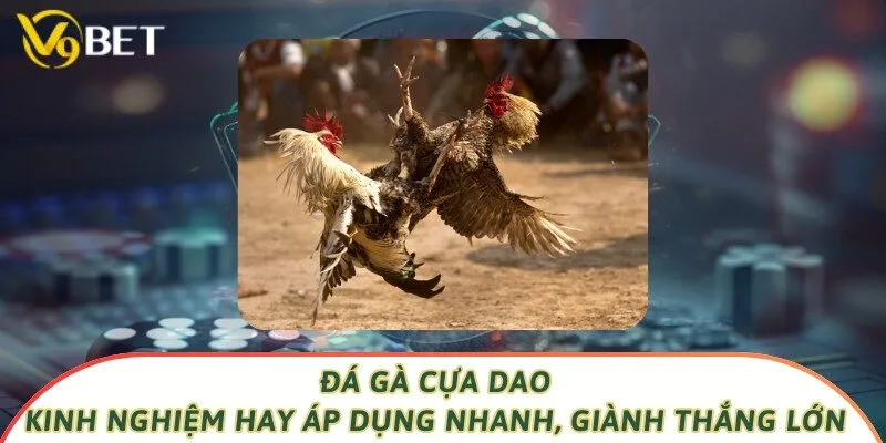Đá Gà Cựa Dao - Kinh Nghiệm Hay Áp Dụng Nhanh, Giành Thắng Lớn