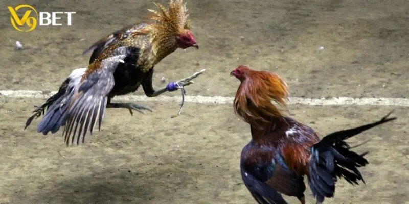 Đánh giá ưu điểm khi cá cược đá gà cựa sắt