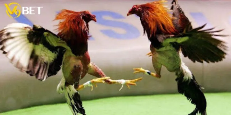 Danh sách hình thức đá gà Campuchia hấp dẫn