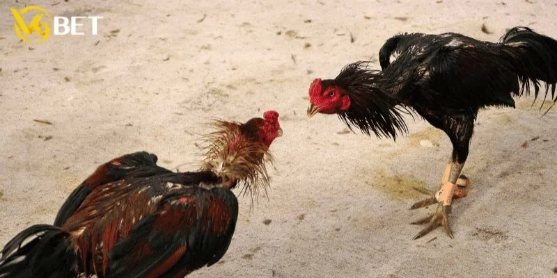 Tìm hiểu chung về đá gà Campuchia thú vị