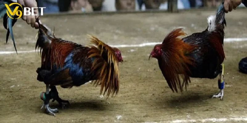 Kinh nghiệm cá cược đá gà cựa dao giúp anh em thắng lớn