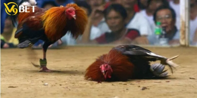 Tổng quan đá gà cựa sắt