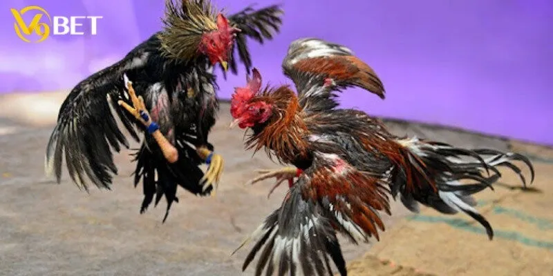 Luật lệ chơi đá gà cựa sắt cho tân binh