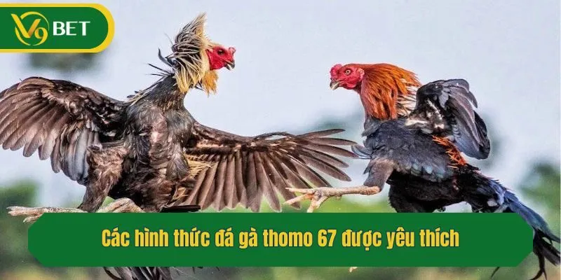 Các hình thức đá gà thomo 67 được yêu thích
