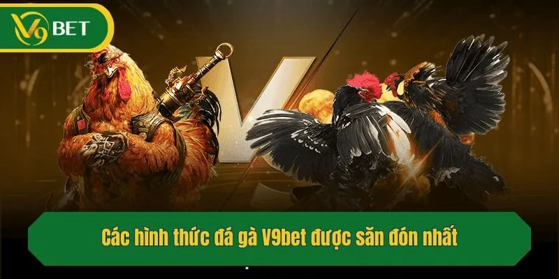 Các hình thức đá gà được săn đón nhất
