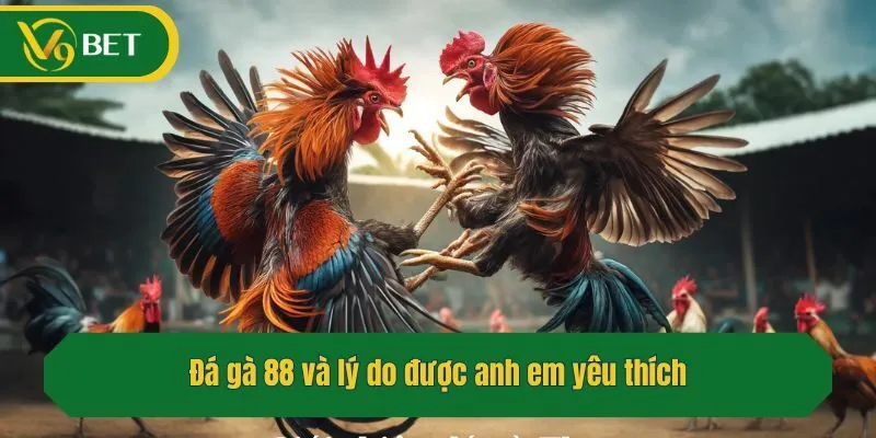Đá gà 88 và lý do được anh em yêu thích