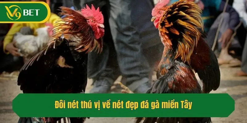 Đôi nét thú vị về nét đẹp đá gà miền Tây