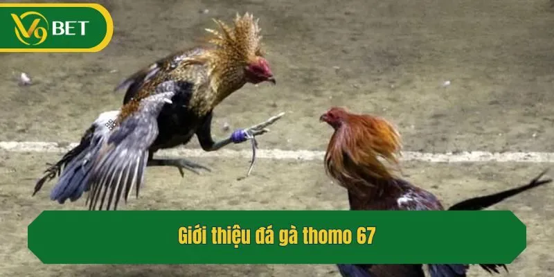 Giới thiệu đá gà thomo 67