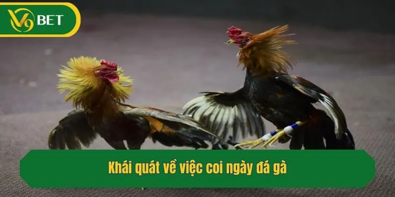 Khái quát về việc coi ngày đá gà