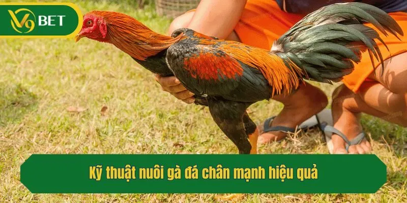 Kỹ thuật nuôi gà đá chân mạnh hiệu quả