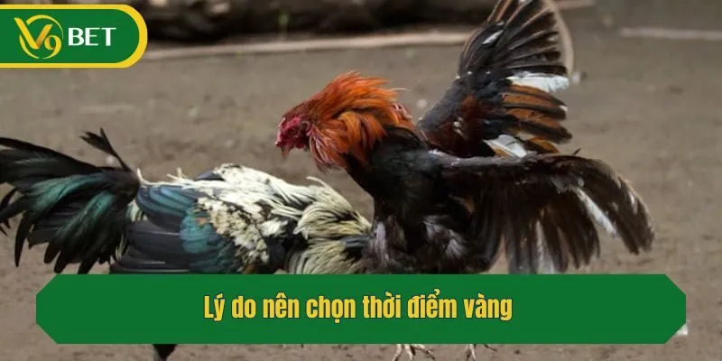 Lý do nên chọn thời điểm vàng 
