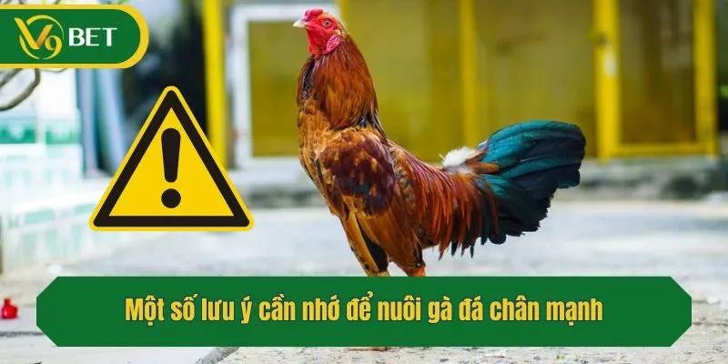 Một số lưu ý cần nhớ để nuôi gà đá chân mạnh