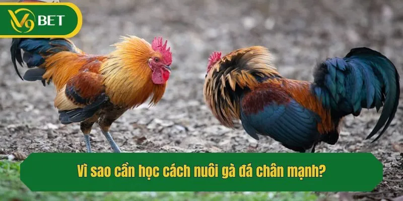 Vì sao cần học cách nuôi gà đá chân mạnh?